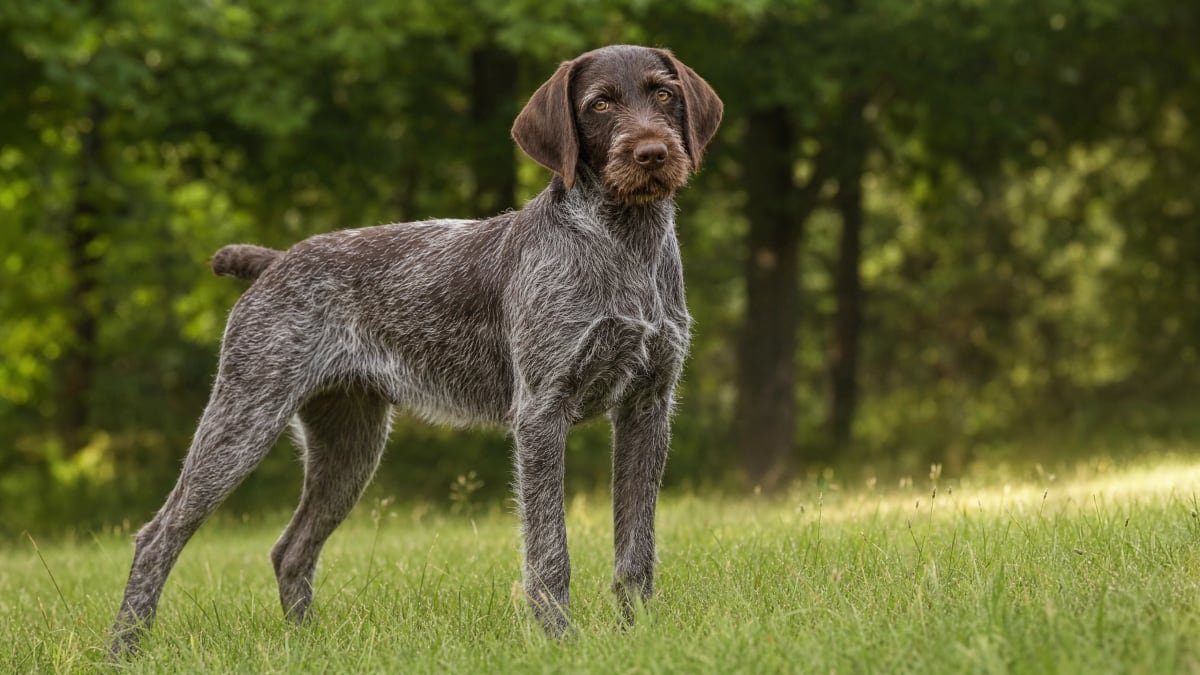 German Wirehaired Pointer puppy breed detail hero image