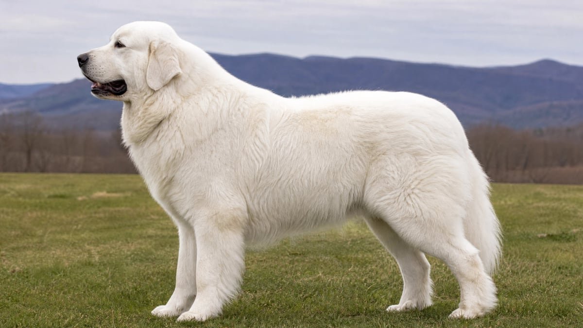 Great Pyrenees Weight Chart by Age, Growth Chart & Size Guide