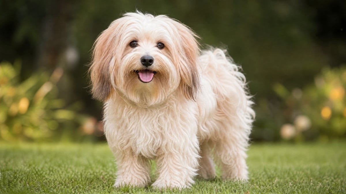 Havanese puppy for related breed weight comparison