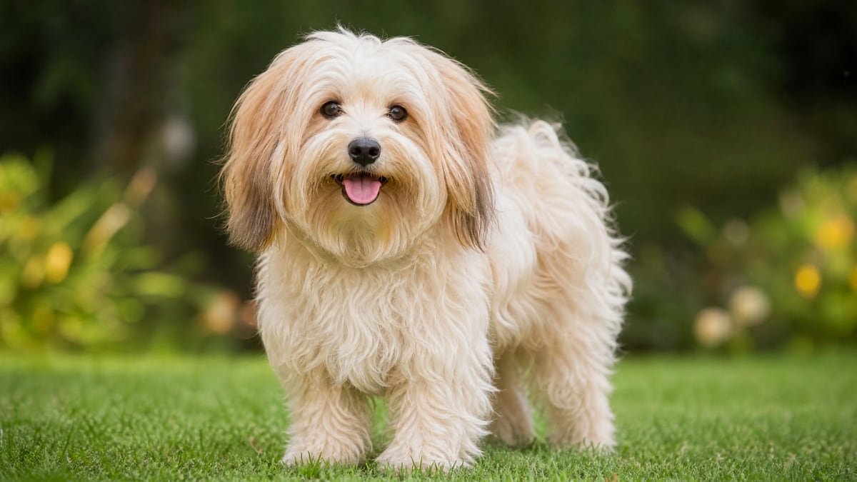 Havanese puppy for related breed weight comparison