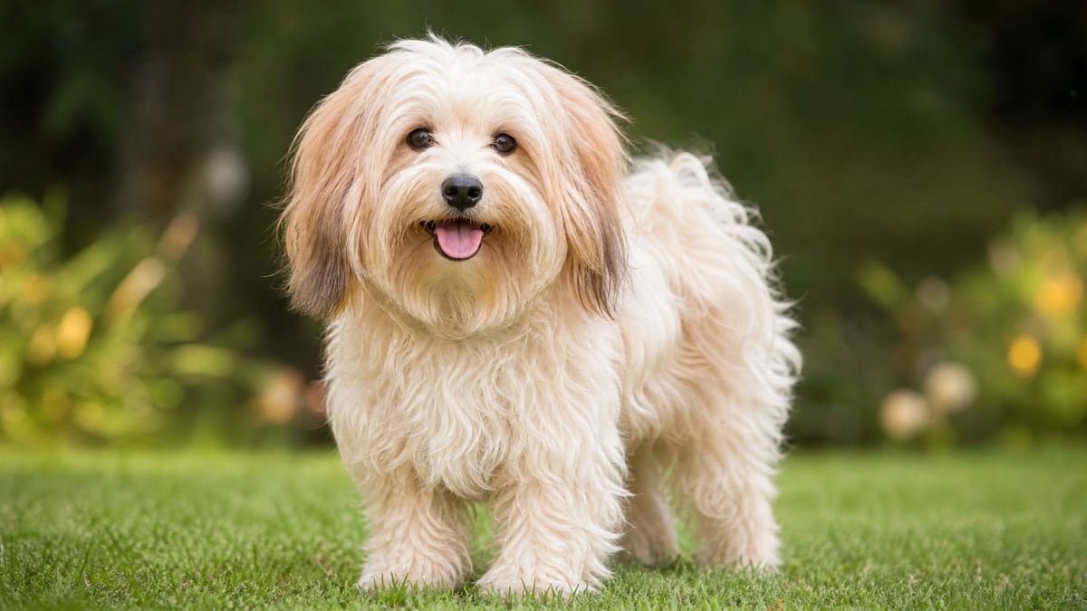 Havanese puppy for related breed weight comparison