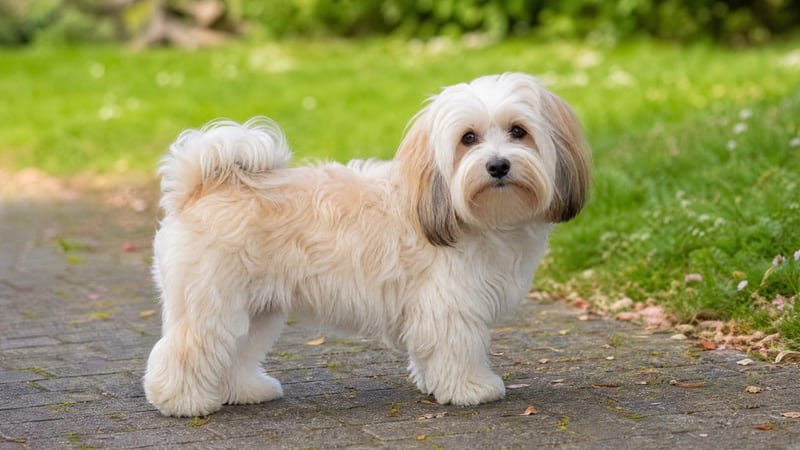 Havanese puppy for the Havanese weight guide