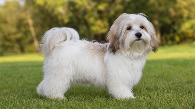 Havanese puppy body condition snapshot for growth tracking