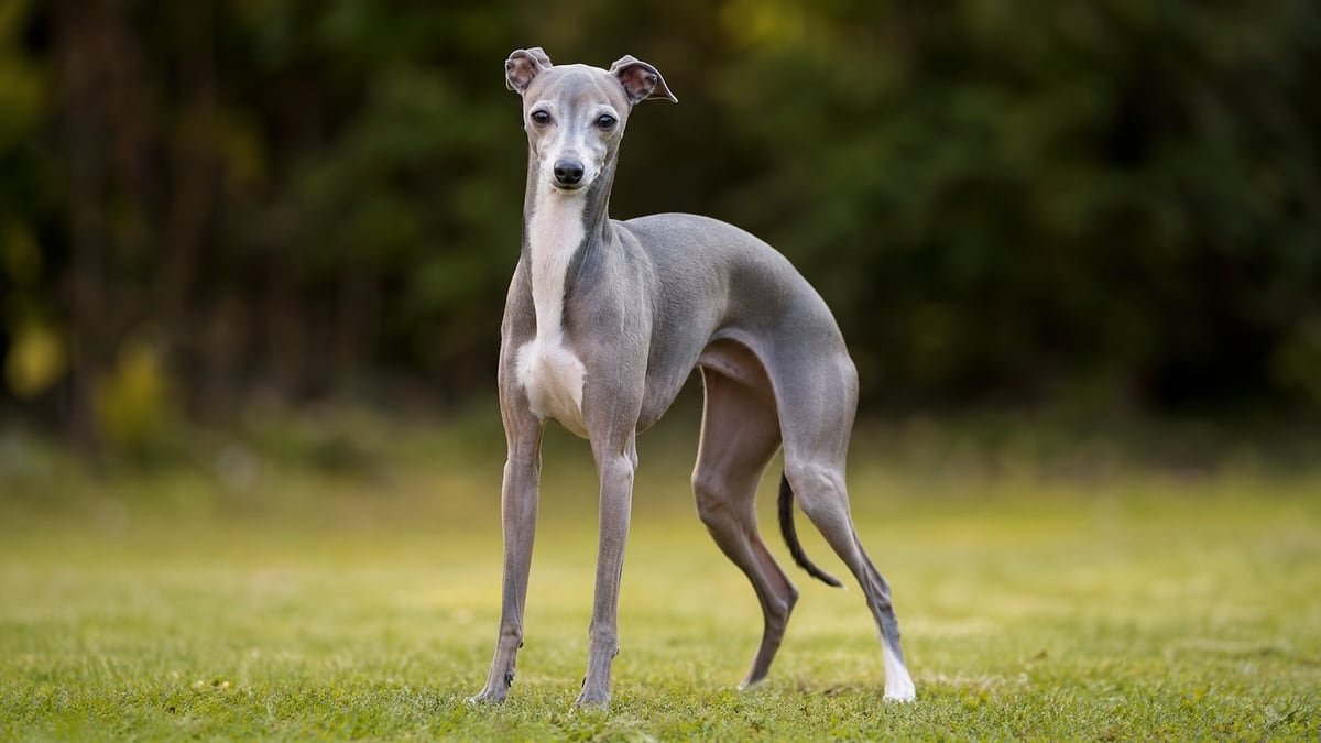 Italian Greyhound puppy related breed card image