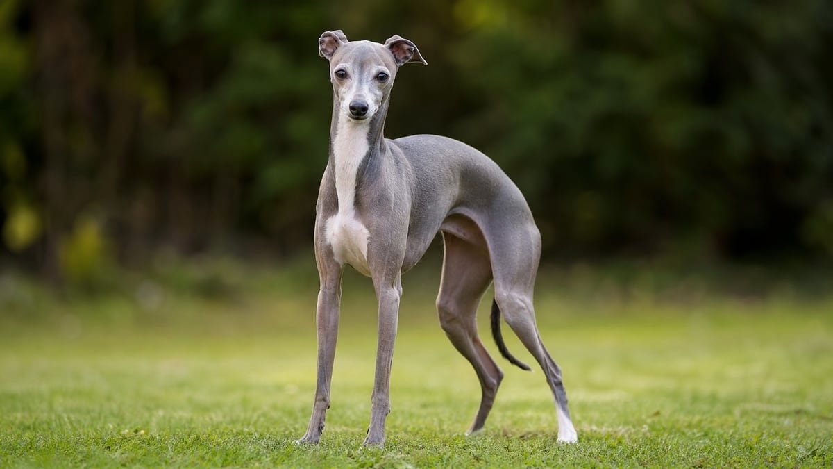 Italian Greyhound puppy related breed card image