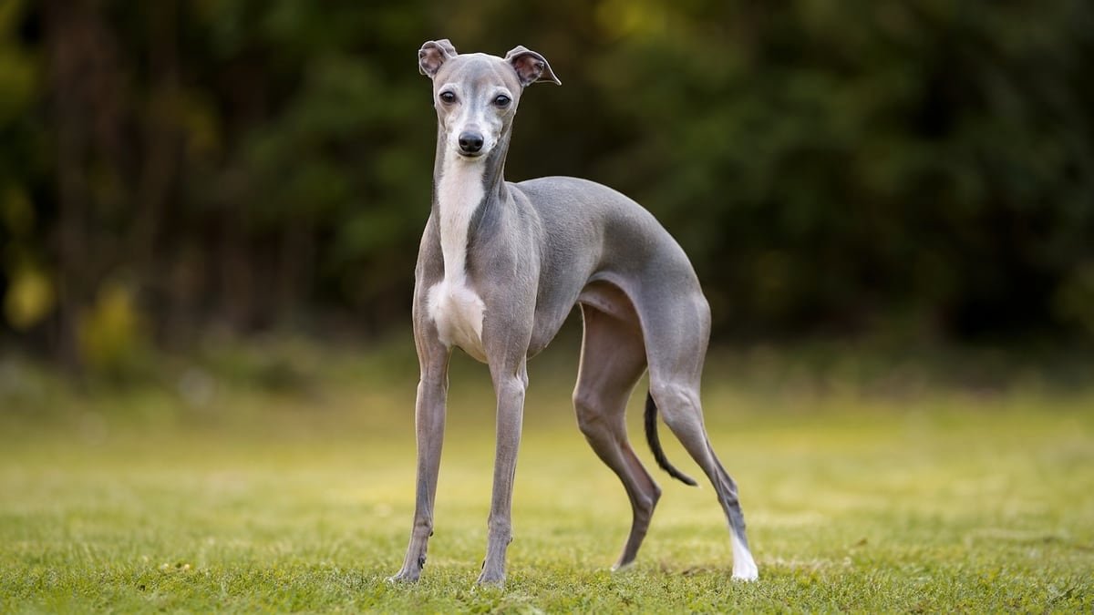 Italian Greyhound puppy related breed card image