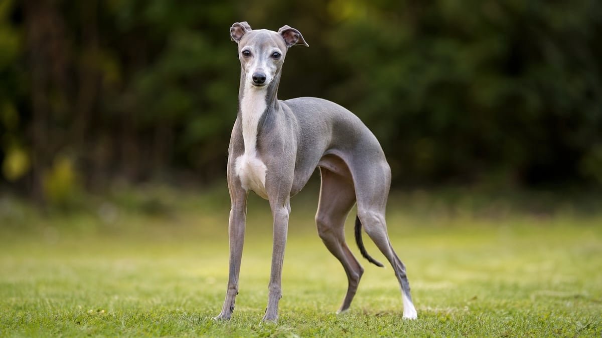 Italian Greyhound puppy related breed card image