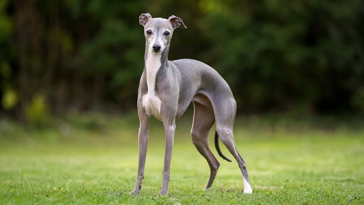 Italian Greyhound puppy related breed card image