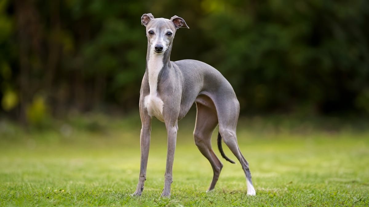 Italian Greyhound puppy related breed card image