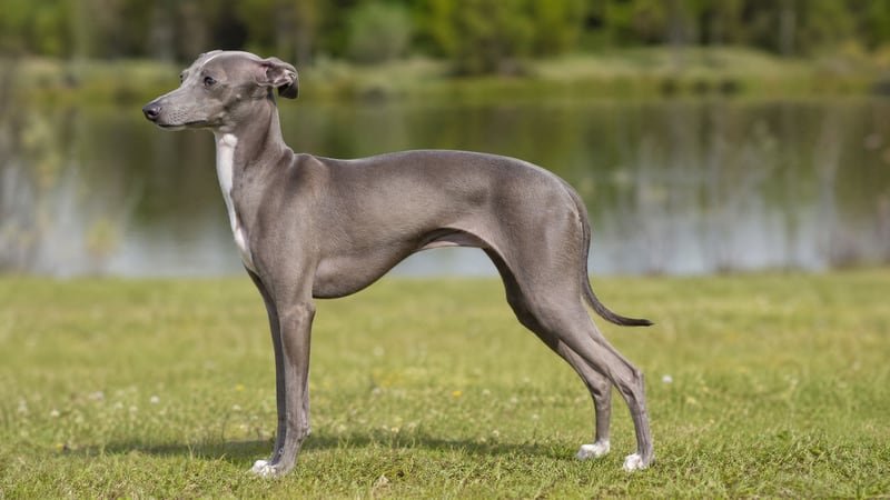 Italian Greyhound puppy body condition snapshot for growth tracking