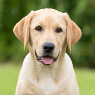 Labrador Retriever puppy for the Labrador Retriever weight guide