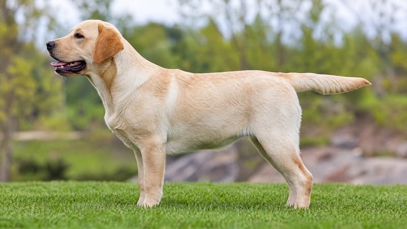 Labrador Retriever puppy body condition snapshot for growth tracking