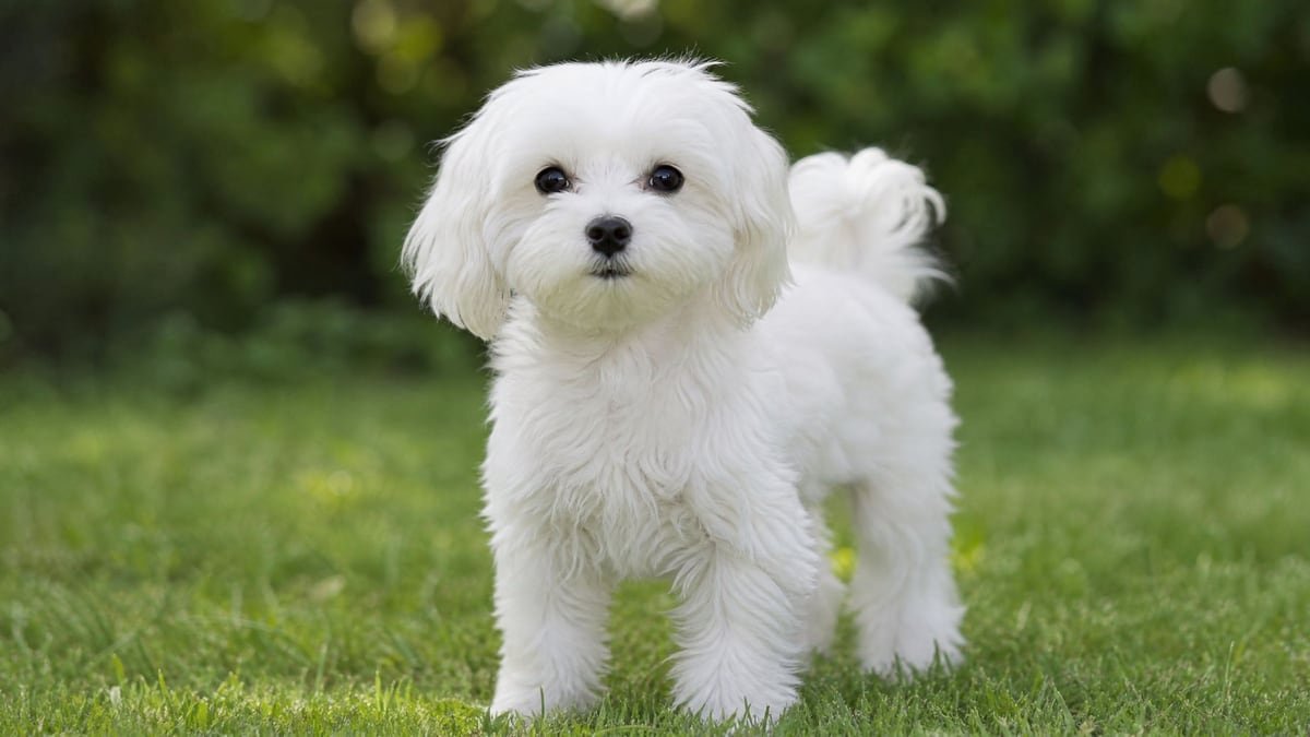 Maltese puppy for related breed weight comparison