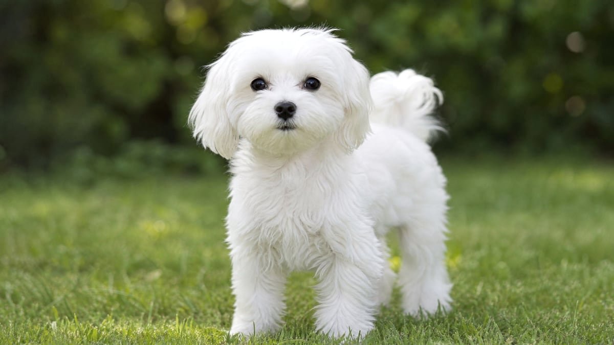 Maltese puppy for related breed weight comparison