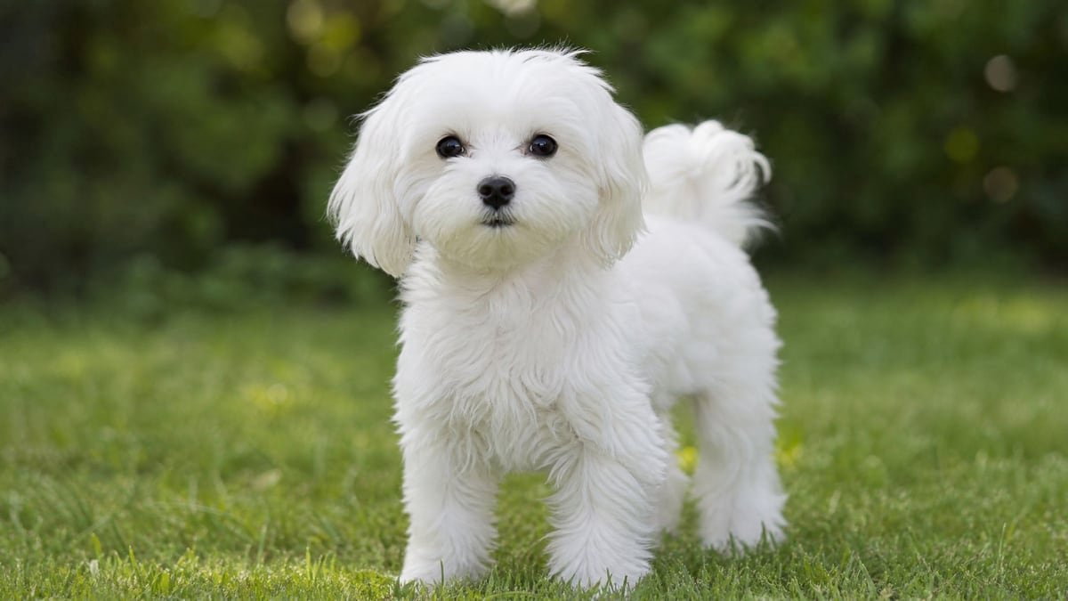 Maltese puppy for related breed weight comparison