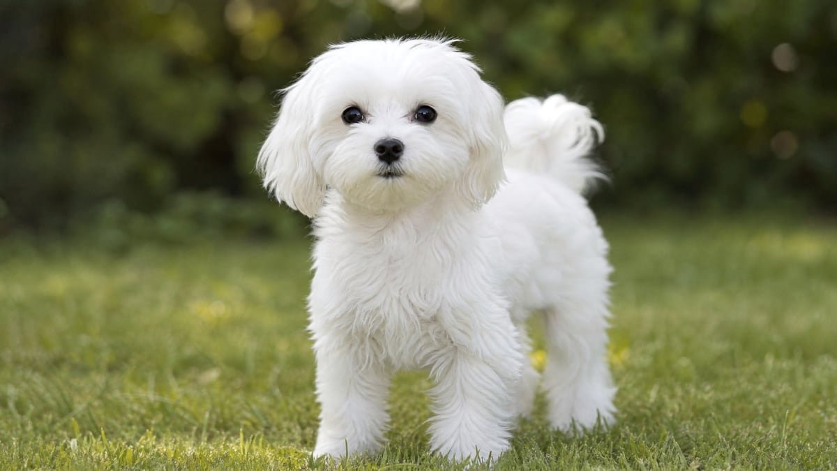 Maltese puppy for related breed weight comparison