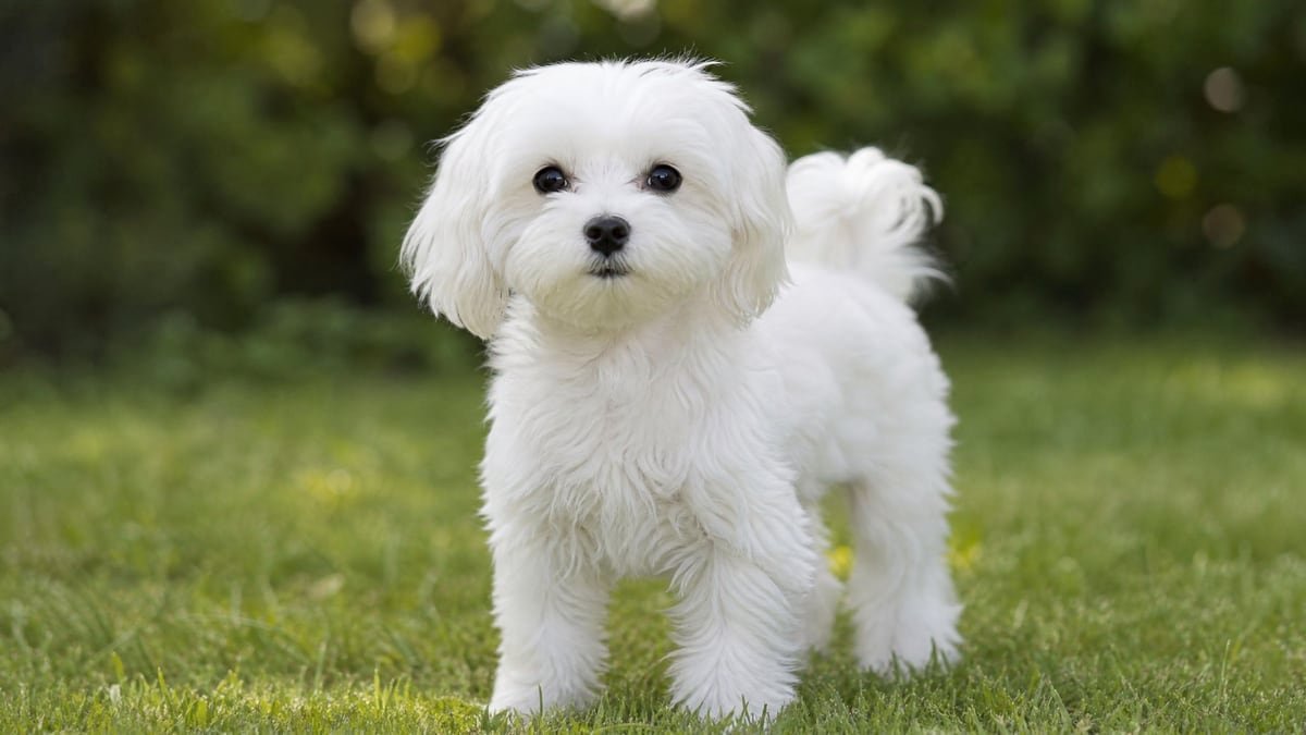Maltese puppy for related breed weight comparison