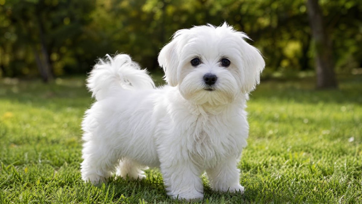 Maltese puppy for the Maltese weight chart and growth guide
