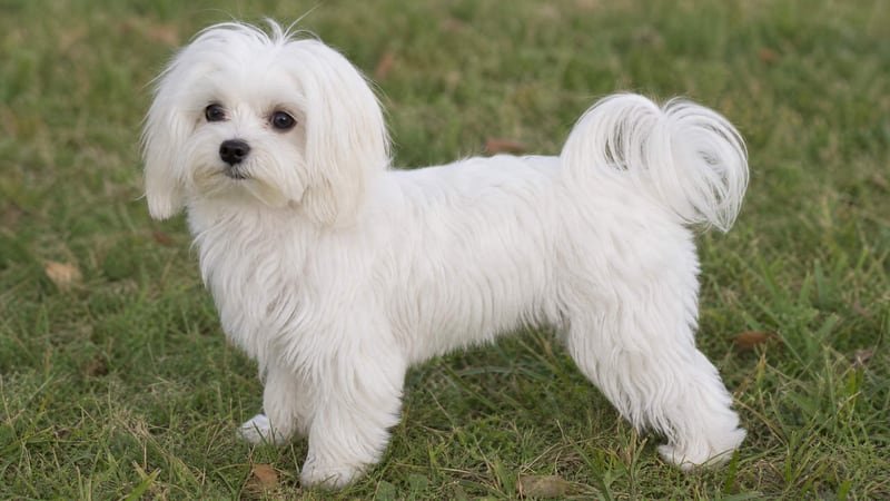 Maltese puppy body condition snapshot for growth tracking