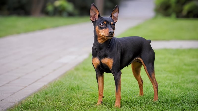 Miniature Pinscher puppy for the Miniature Pinscher weight guide