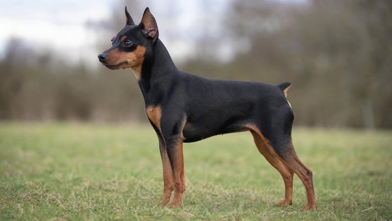 Miniature Pinscher puppy body condition snapshot for growth tracking