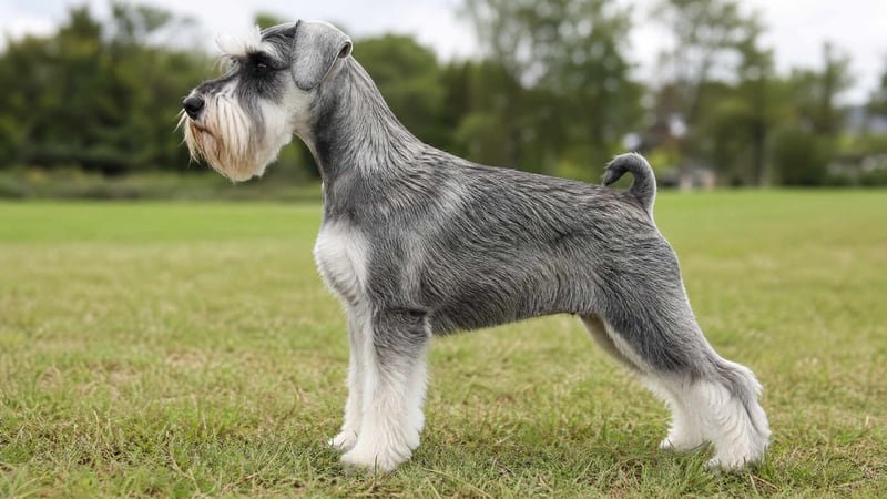 Miniature Schnauzer puppy body condition snapshot for growth tracking