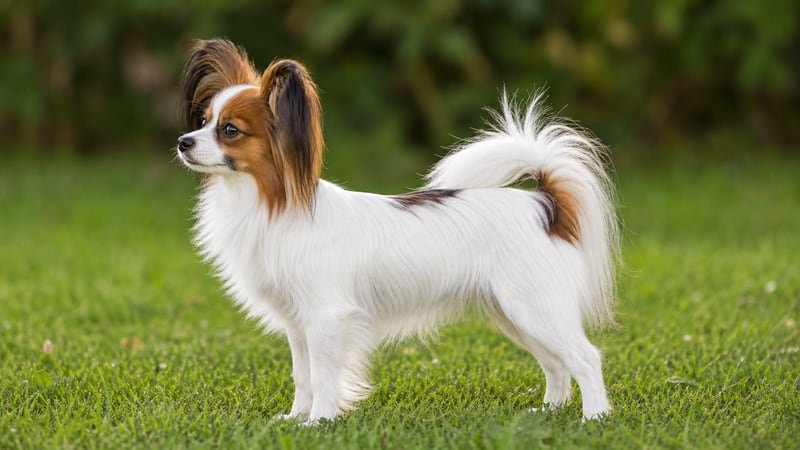 Papillon puppy body condition snapshot for growth tracking