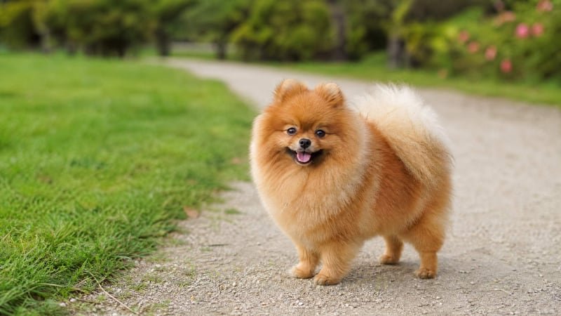 Pomeranian puppy for the Pomeranian weight guide