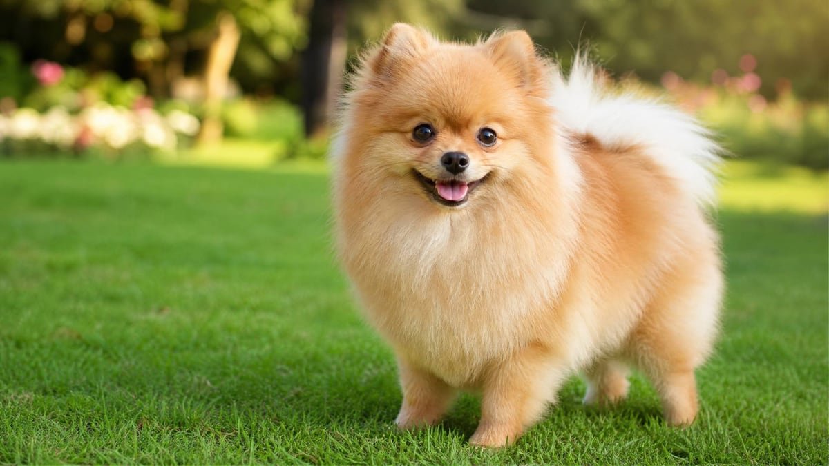 Pomeranian puppy for the Pomeranian weight chart and growth guide