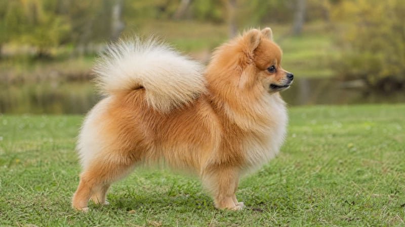 Pomeranian puppy body condition snapshot for growth tracking