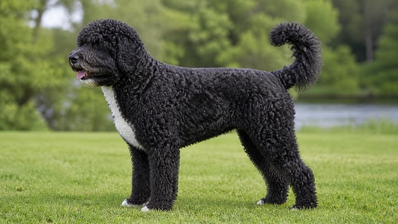 Portuguese Water Dog puppy body condition snapshot for growth tracking