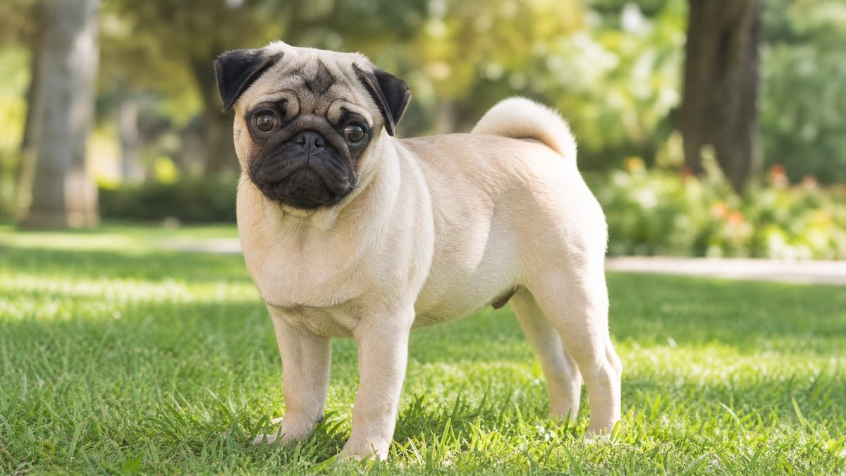 Pug puppy for the Pug weight chart and growth guide