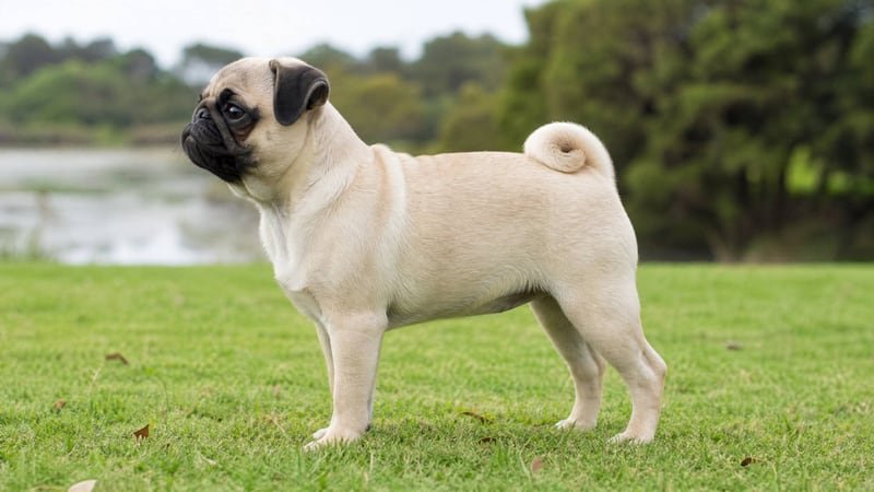 Pug puppy body condition snapshot for growth tracking