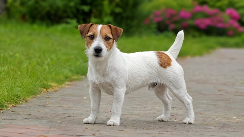 Russell Terrier puppy for the Russell Terrier weight guide