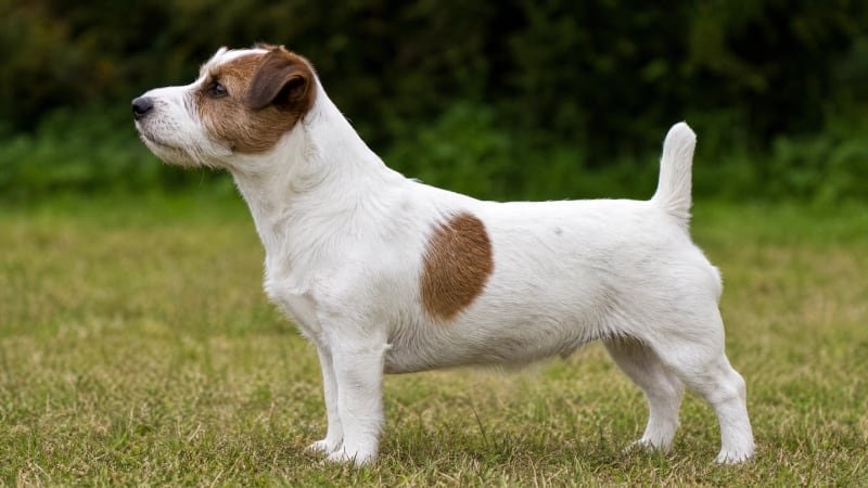 Russell Terrier puppy body condition snapshot for growth tracking