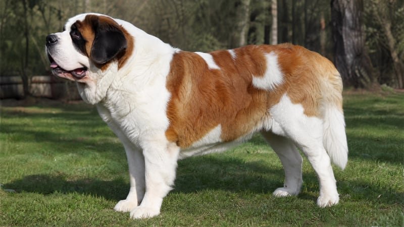 Saint Bernard puppy body condition snapshot for growth tracking