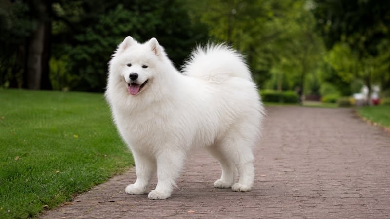 Samoyed puppy for the Samoyed weight guide