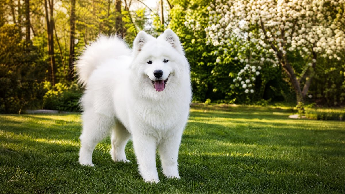 Samoyed puppy breed detail hero image