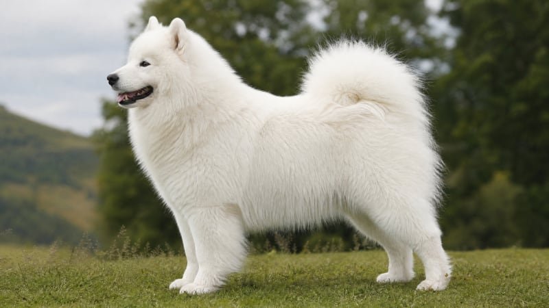 Samoyed puppy body condition snapshot for growth tracking