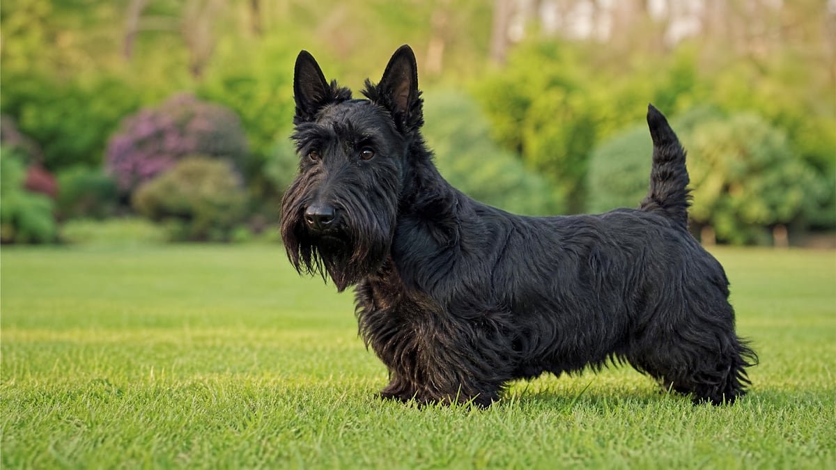 Scottish Terrier puppy breed detail hero image