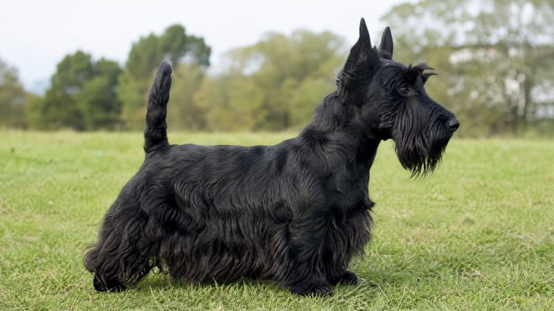 Scottish Terrier puppy body condition snapshot for growth tracking