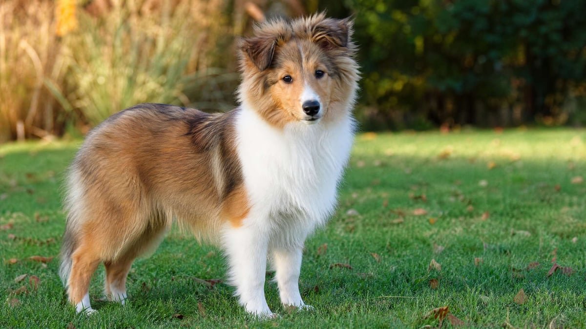 Shetland Sheepdog puppy for the Shetland Sheepdog weight chart and growth guide