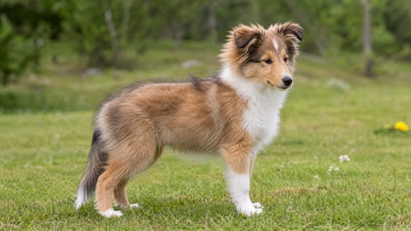 Shetland Sheepdog puppy body condition snapshot for growth tracking