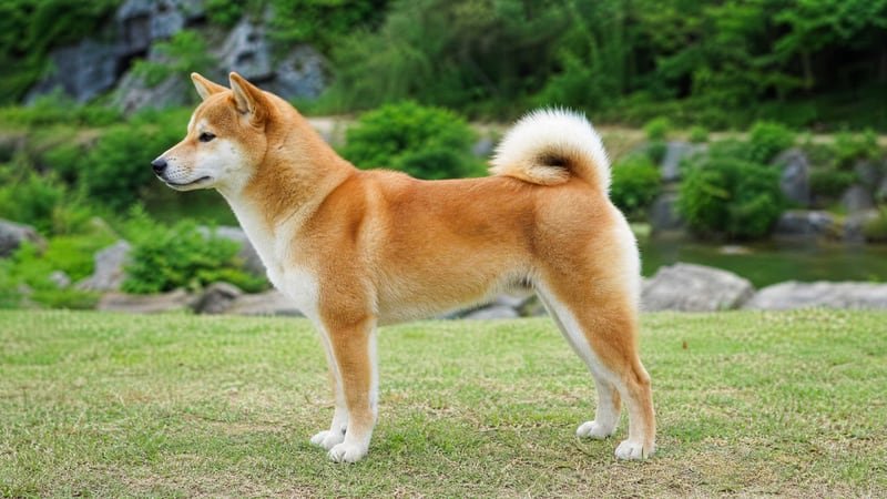 Shiba Inu puppy body condition snapshot for growth tracking