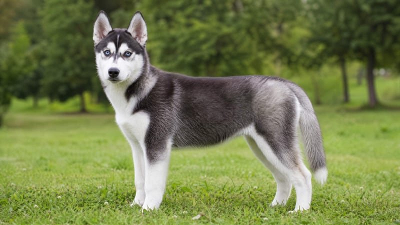 Siberian Husky puppy body condition snapshot for growth tracking