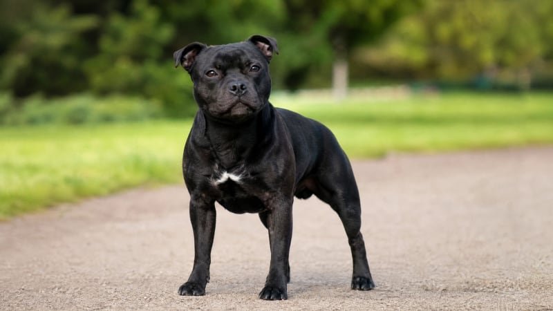 Staffordshire Bull Terrier puppy for the Staffordshire Bull Terrier weight guide