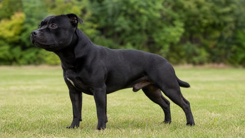 Staffordshire Bull Terrier puppy body condition snapshot for growth tracking