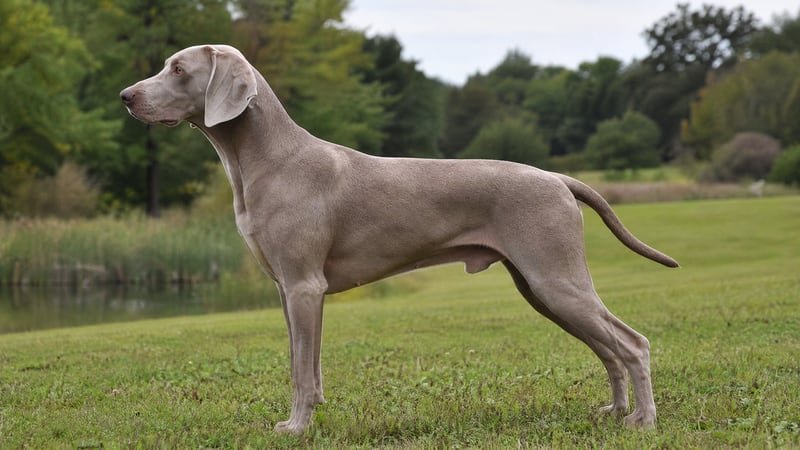 Weimaraner puppy body condition snapshot for growth tracking