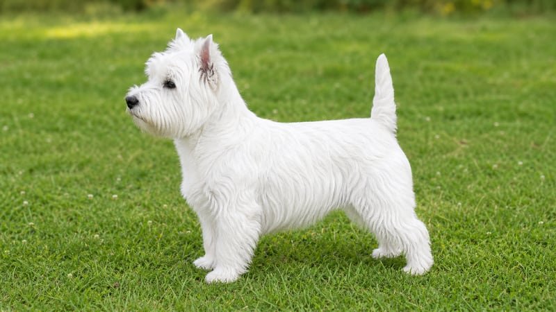 West Highland White Terrier puppy body condition snapshot for growth tracking