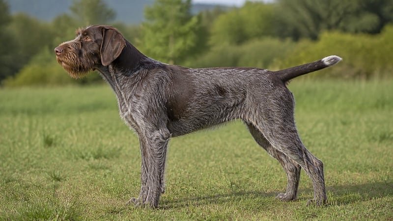 Wirehaired Pointing Griffon puppy body condition snapshot for growth tracking